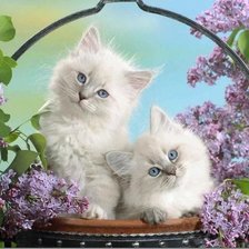 Схема вышивки «№1549200»