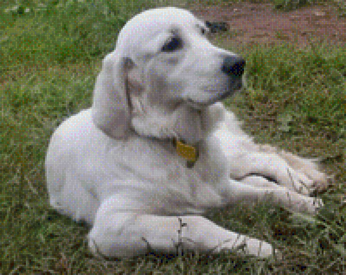 Золотая Дженни - ретривер голден - предпросмотр