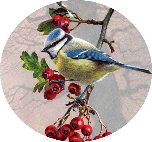 Мир птиц - синичка, калина, птица - оригинал