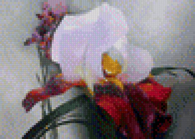 ирис - цветы, ирис - предпросмотр