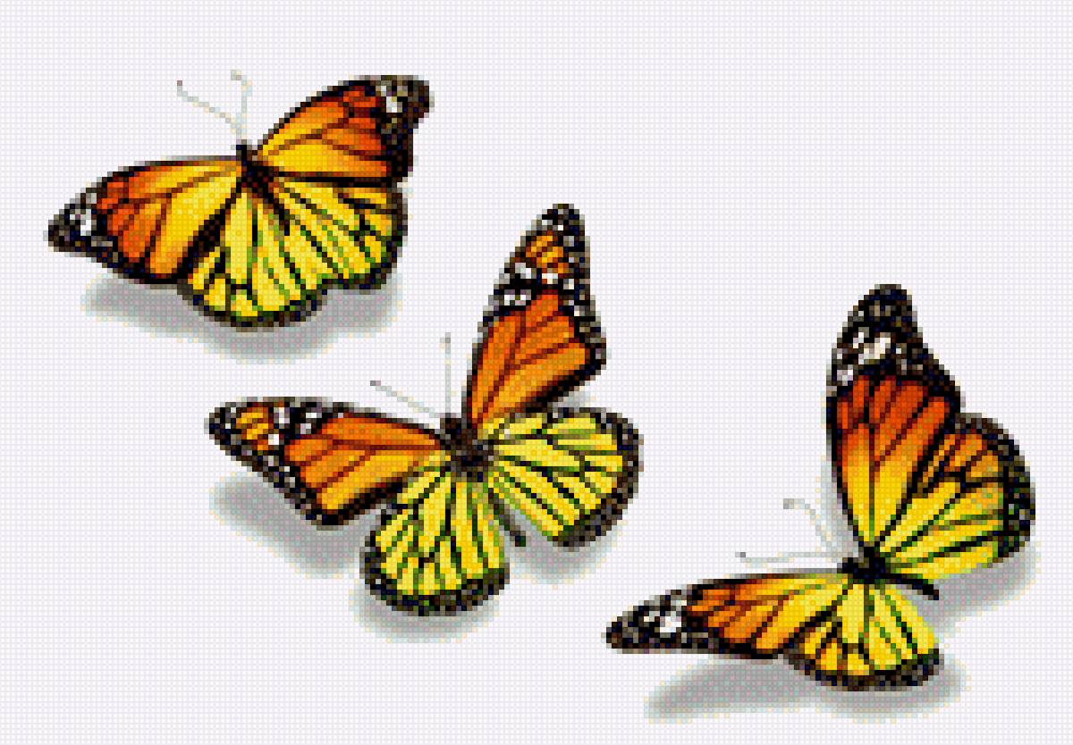 бабочки - бабочки - предпросмотр