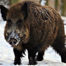 Схема вышивки «Дикий кабан»