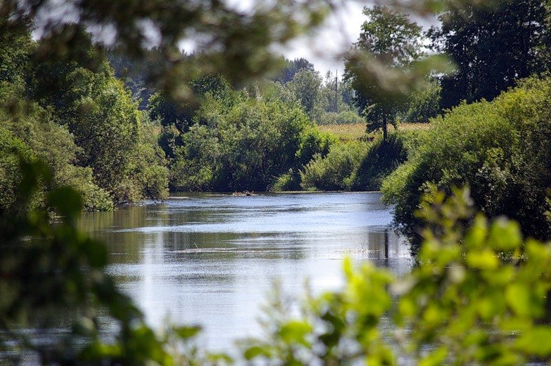 Уголок природы - лето лес озеро - оригинал