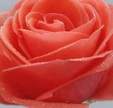 Схема вышивки «Роза»