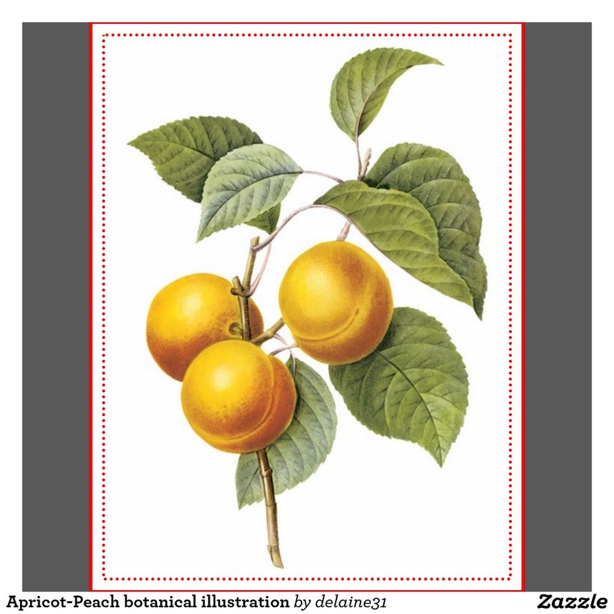 Абрикосы - плоды, apricot, fruit, абрикос, косточковые, фрукты - оригинал