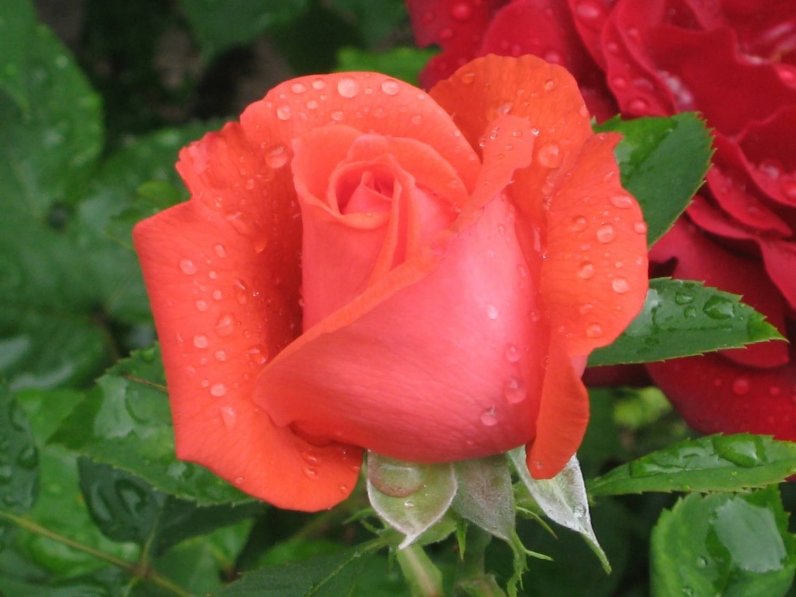 Роза - цветы, коралловый - оригинал