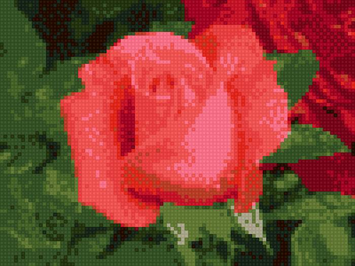 Роза - коралловый, цветы - предпросмотр