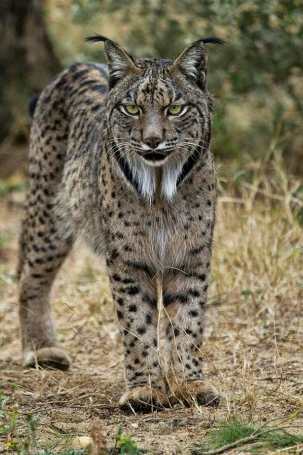 Lince - оригинал