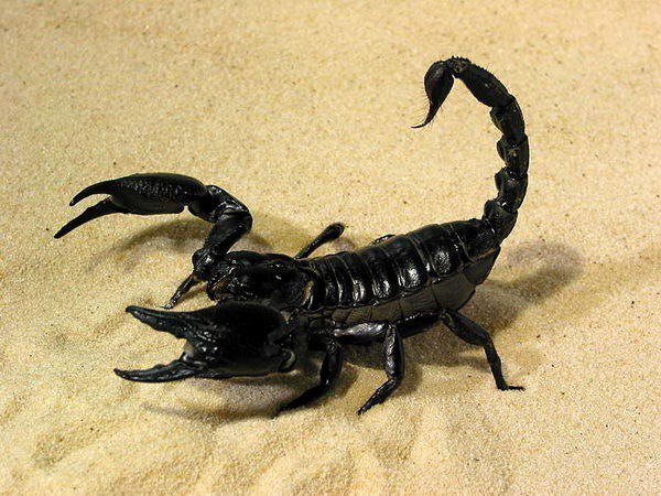 Скорпион на песке - оригинал