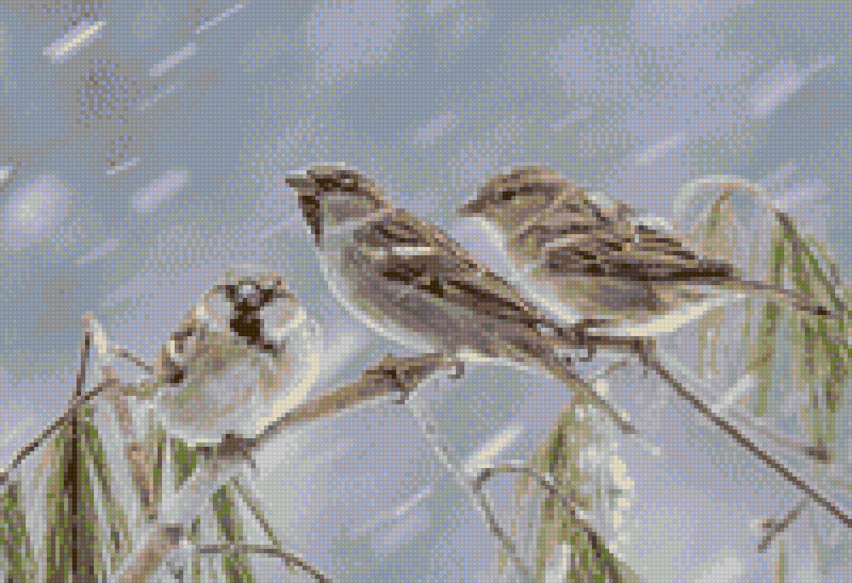 Зимний хор - winter, воробьи, sparrows, snow, птицы, зима, метель, birds - предпросмотр