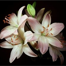 Схема вышивки «лилии»