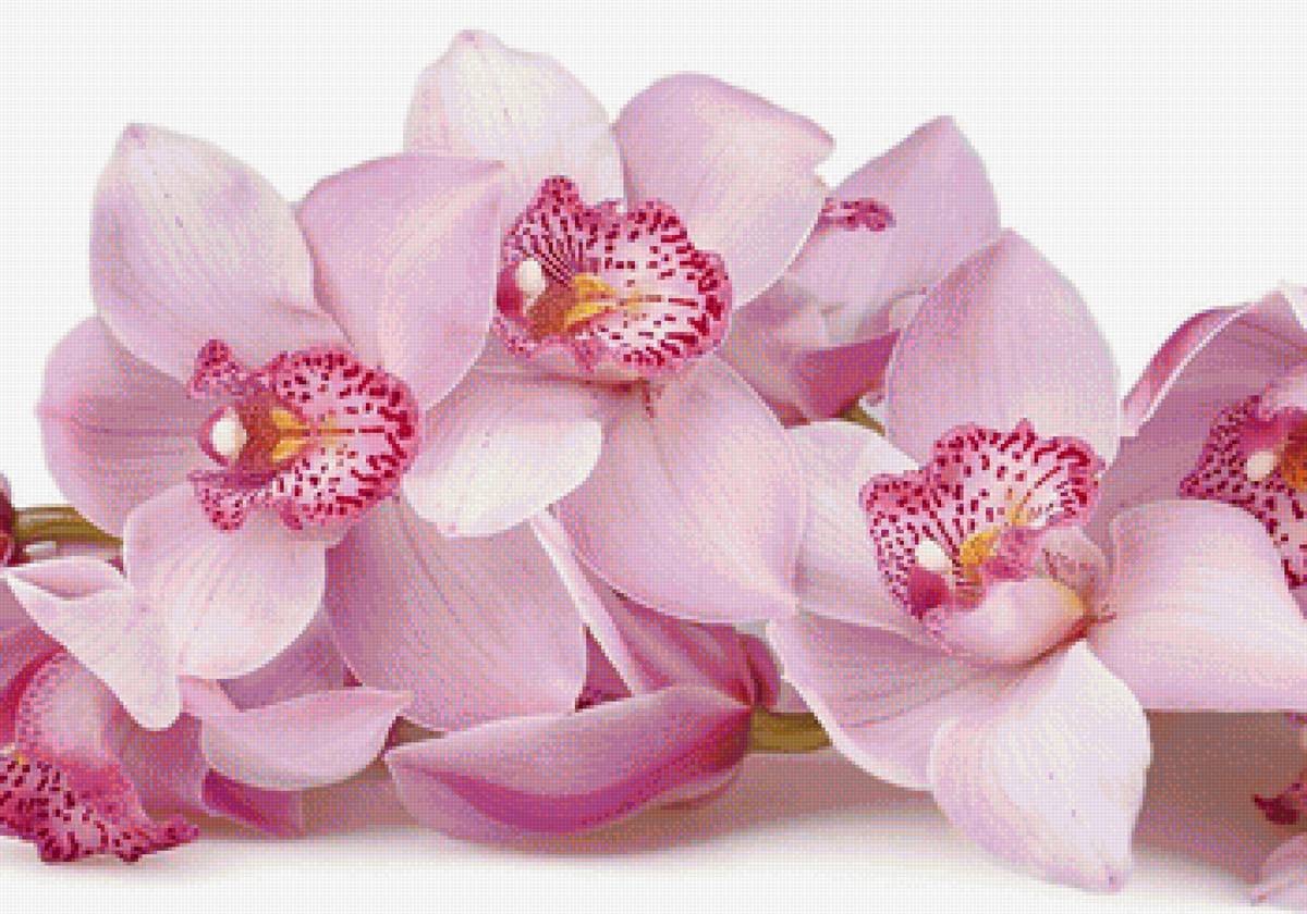 Розовые орхидеи - орхидеи, цветы - предпросмотр