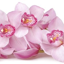 Оригинал схемы вышивки «Розовые орхидеи» (№1556246)