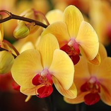 Схема вышивки «Жёлтые орхидеи»