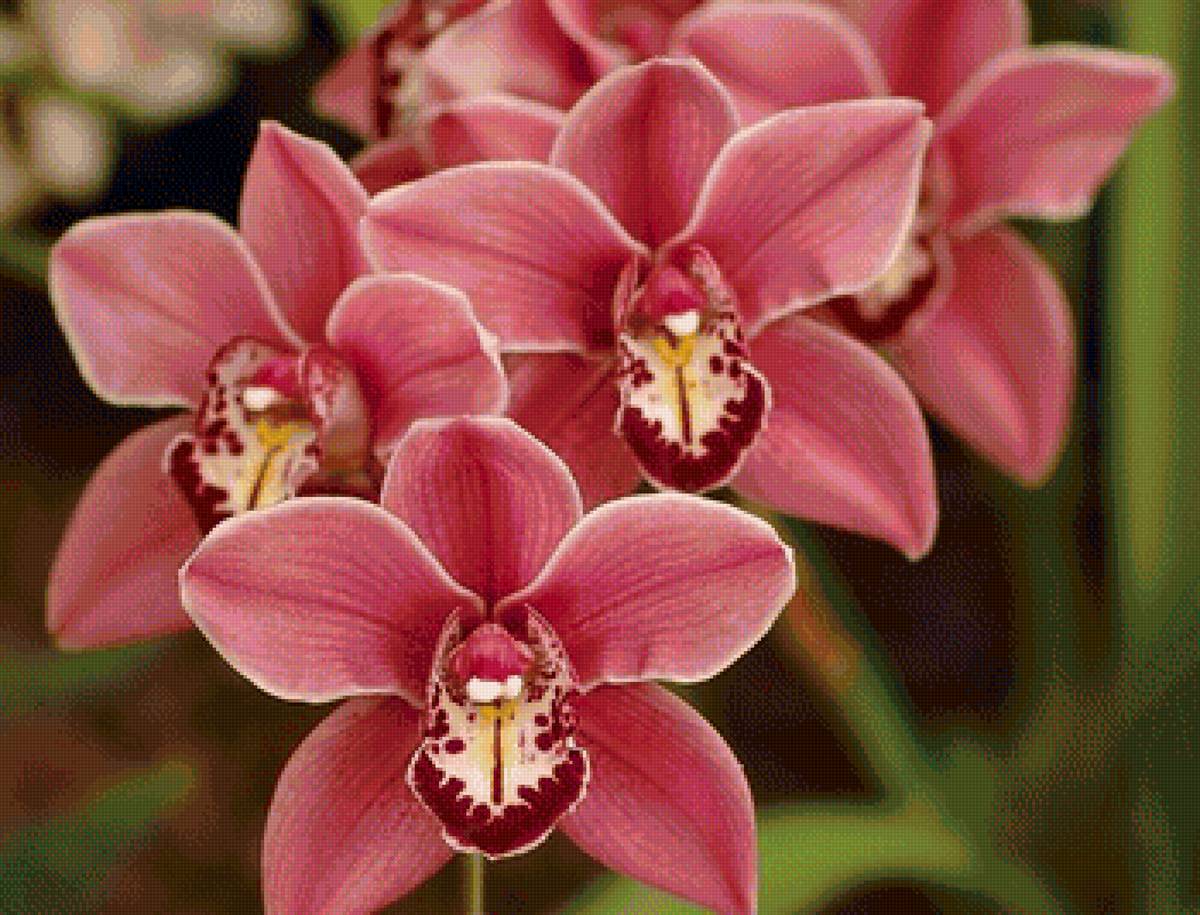 Орхидеи - цветы, орхидеи - предпросмотр