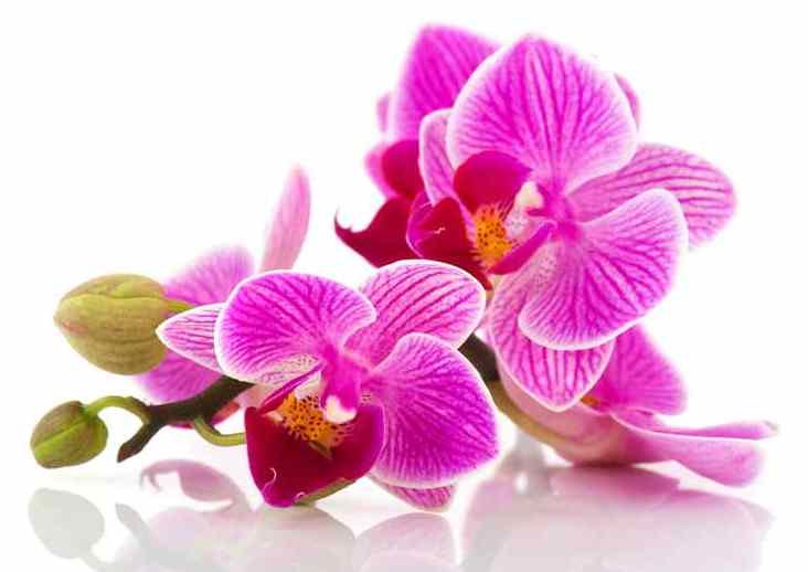Розовые орхидеи - орхидеи, цветы - оригинал