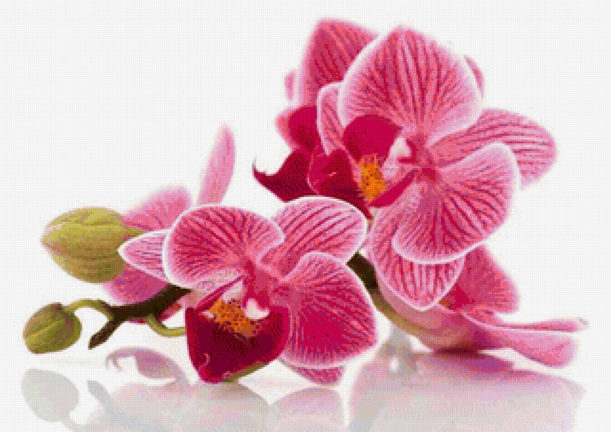 Розовые орхидеи - орхидеи, цветы - предпросмотр
