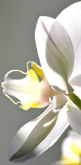 ОРХИДЕЯ - орхидея - оригинал