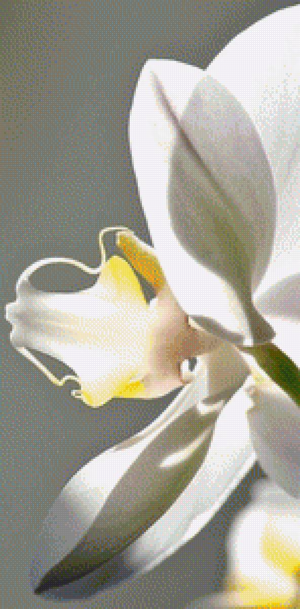 ОРХИДЕЯ - орхидея - предпросмотр