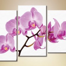 Розовая орхидея. Триптих.