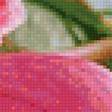 Предпросмотр схемы вышивки «Бордовая орхидея» (№1557426)