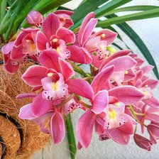 Бордовая орхидея