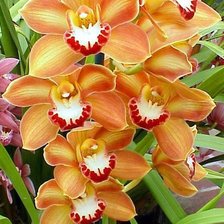 Оранжевые орхидеи