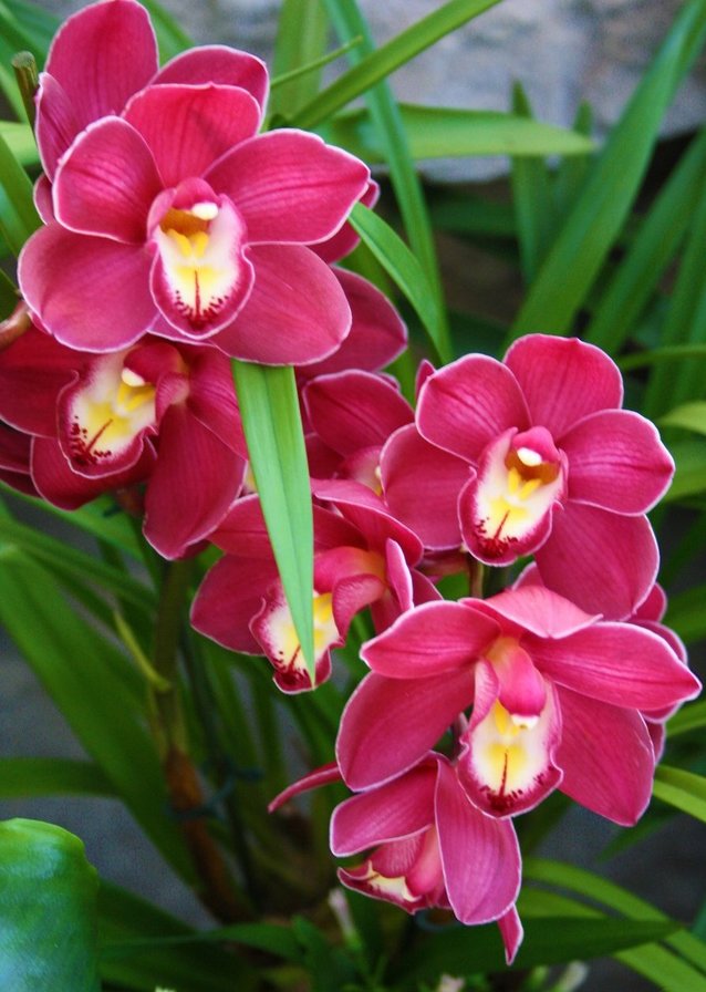 Малиновая орхидея - цветы, орхидеи - оригинал