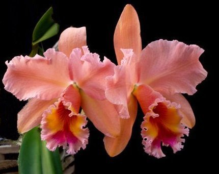 Нежные орхидеи - цветы, орхидеи - оригинал