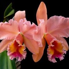 Схема вышивки «Нежные орхидеи»