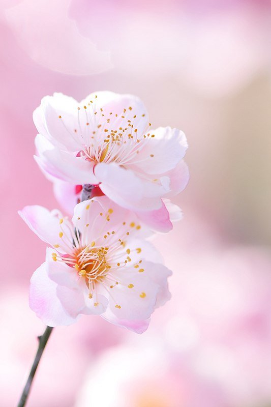 орхидея - оригинал