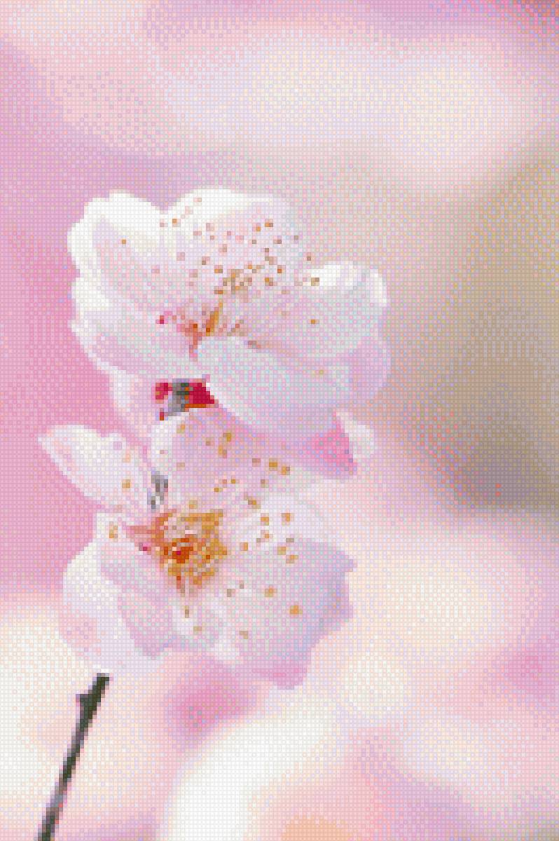 орхидея - предпросмотр