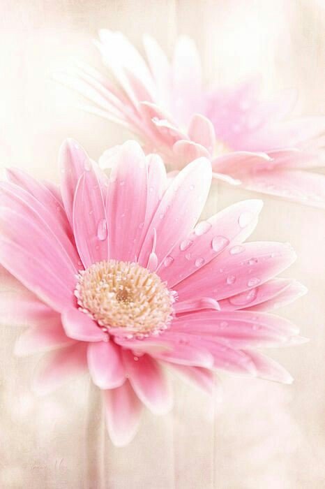 MARGARITAS ROSADAS - margaritas - оригинал