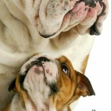 BULLDOG INGLES PAPA E HIJO
