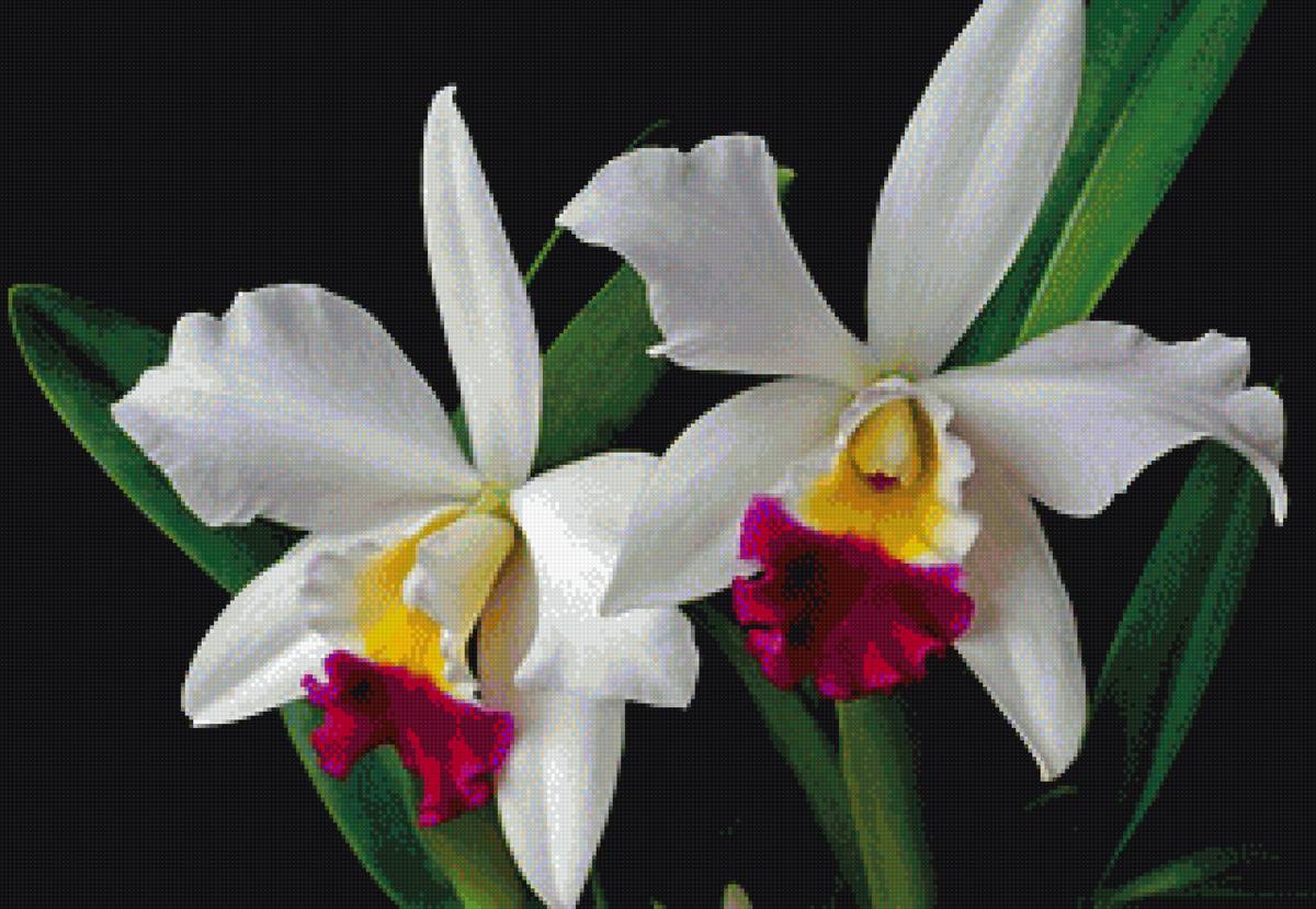 Белая орхидея - цветы, орхидеи - предпросмотр