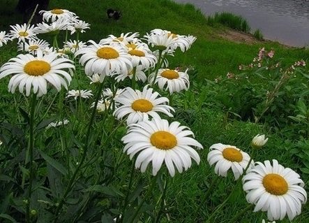 №1558181 - оригинал