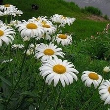 Схема вышивки «№1558181»