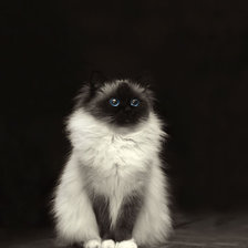 Схема вышивки «dumka»