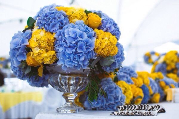 Гортензия - цветы, желтый, синий - оригинал