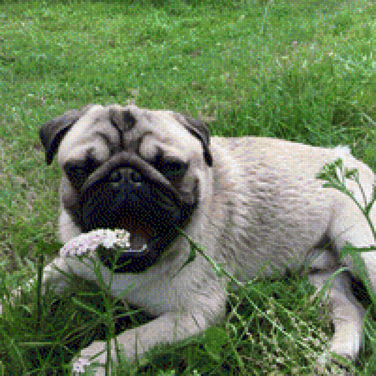 Гаврюша - мопс - предпросмотр