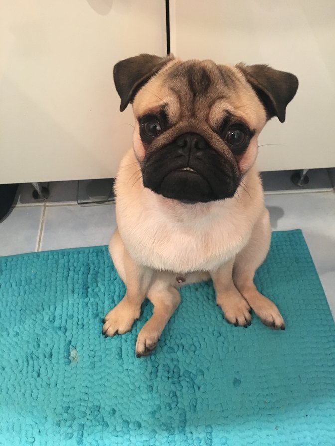 Гаврюша - мопс - оригинал