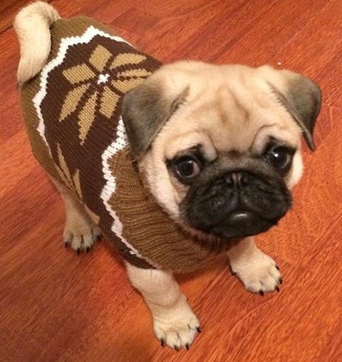 Гаврюша детство - мопс - оригинал