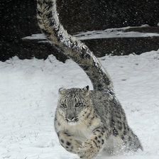 Схема вышивки «ирбис-2»