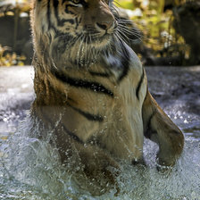 Схема вышивки «тигр-2»