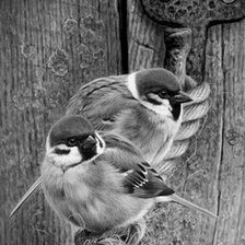 Схема вышивки «№1559585»