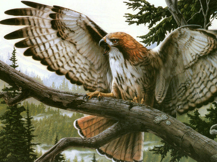 Сокол - животные - оригинал