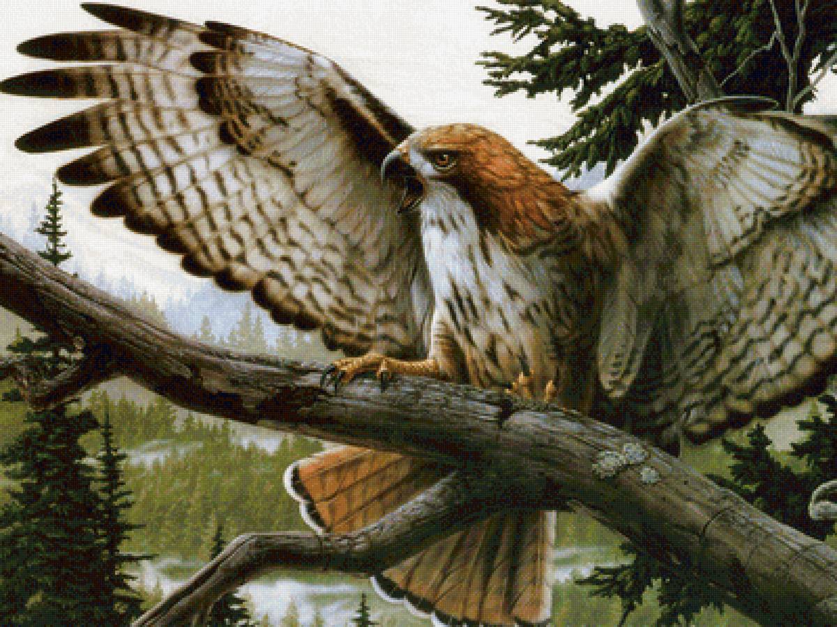 Сокол - животные - предпросмотр