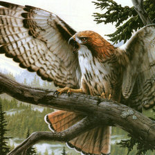 Схема вышивки «Сокол»