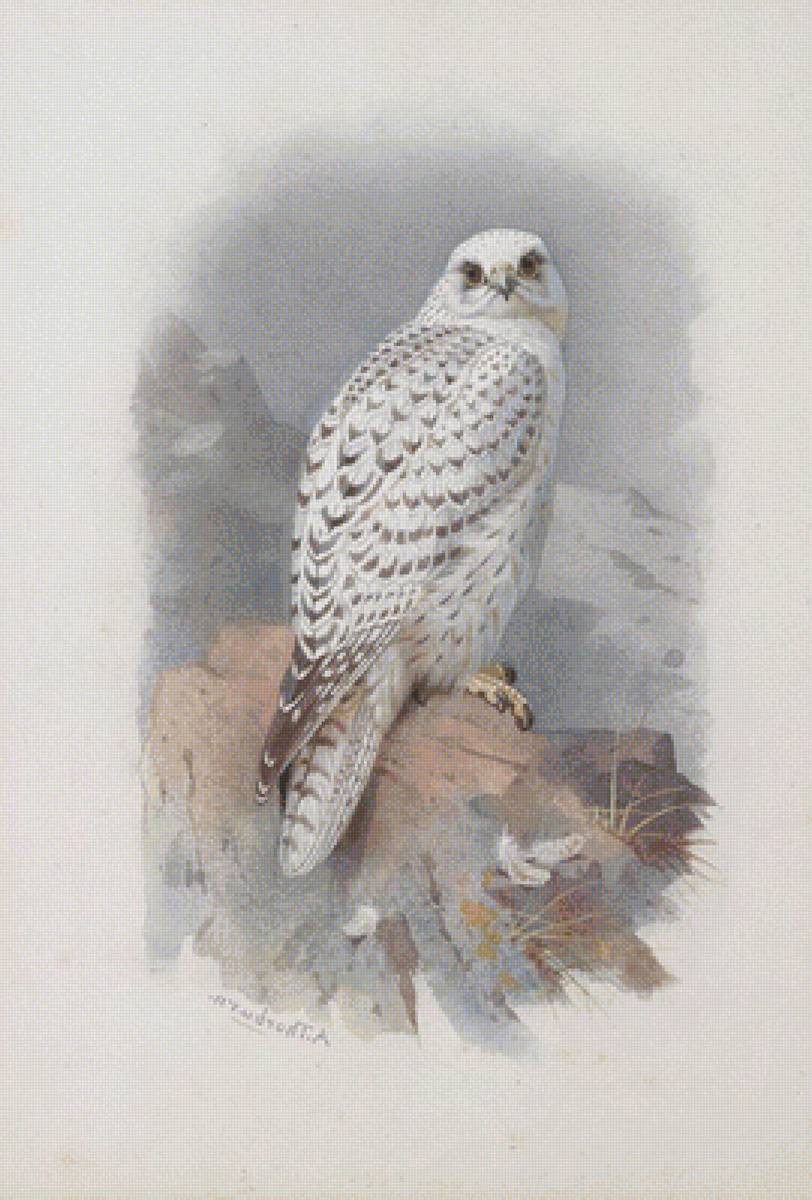 кречет - предпросмотр