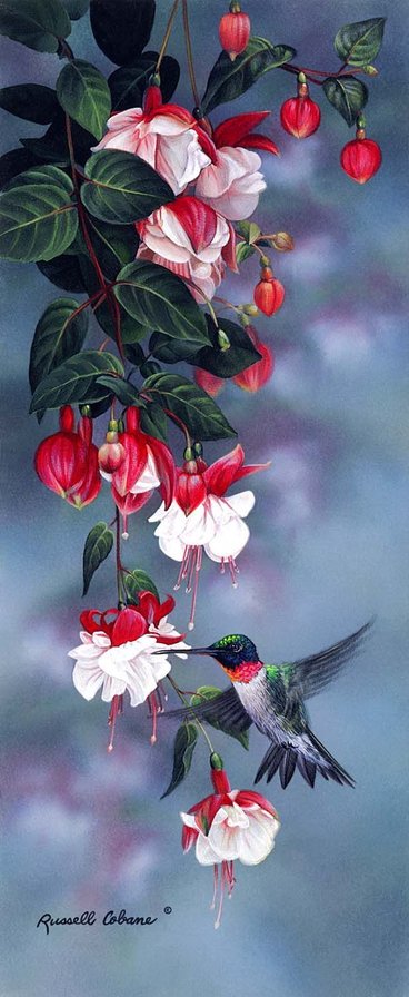 фуксия - оригинал